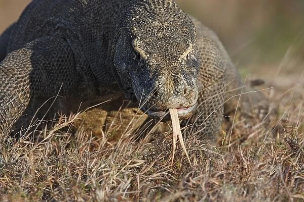Komodo Dragon - showing forked tongue. Rinca Island - Indonesia