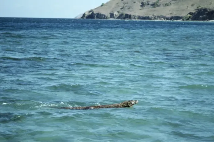 Framed Print : Komodo Dragon - swiming Framed Print : Komodo Dragon - swiming