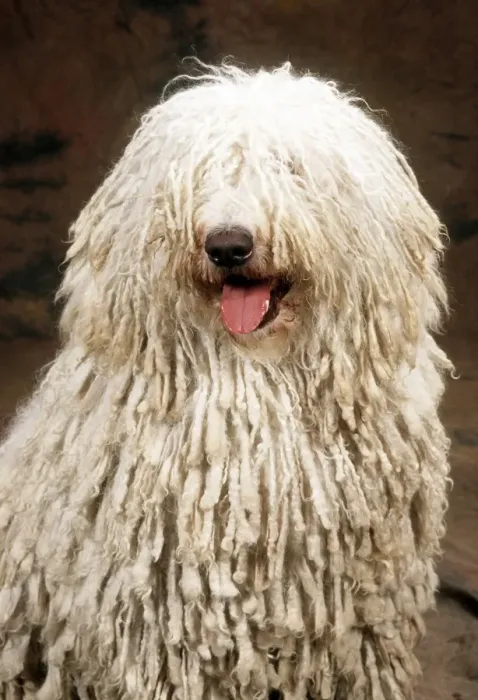 Framed Print : Komondor Dog JD 8015E © John Daniels / ardea. com Framed Print : Komondor Dog JD 8015E © John Daniels / ardea. com