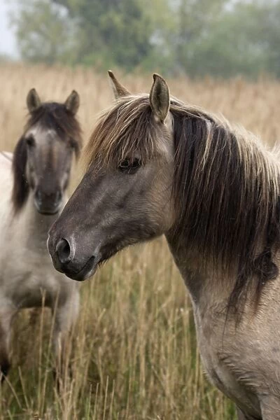 Konik Ponies - 2 together -Norfolk Broads National Park-Norfolk-England- Breed originated in ancient lowland farm areas in Poland- Konik means small horse in Polish-Direct descendant of the wild European forest horse or Tarpan that once roamed