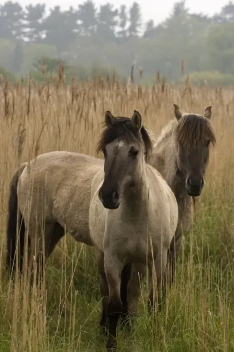 Framed Print : Konik Ponies -Norfolk Broads National Park-Norfolk-England- Breed originated in ancient lowland farm areas in Poland- Konik means small horse in Polish-Direct descendant of the wild European forest horse or Tarpan that once roamed across Europe Framed Print : Konik Ponies -Norfolk Broads National Park-Norfolk-England- Breed originated in ancient lowland farm areas in Poland- Konik means small horse in Polish-Direct descendant of the wild European forest horse or Tarpan that once roamed across Europe