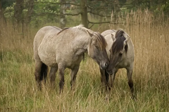 Framed Print : Konik Ponies -Norfolk Broads National Park-Norfolk-England- Breed originated in ancient lowland farm areas in Poland- Konik means small horse in Polish-Direct descendant of the wild European forest horse or Tarpan that once roamed across Europe Framed Print : Konik Ponies -Norfolk Broads National Park-Norfolk-England- Breed originated in ancient lowland farm areas in Poland- Konik means small horse in Polish-Direct descendant of the wild European forest horse or Tarpan that once roamed across Europe