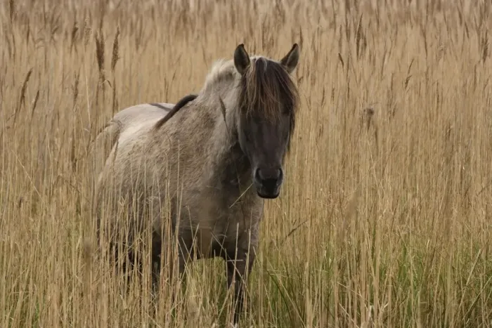 Framed Print : Konik Pony - In long grass -Norfolk Broads National Park-Norfolk-England- Breed originated in ancient lowland farm areas in Poland- Konik means small horse in Polish-Direct descendant of the wild European forest horse or Tarpan that once roamed Framed Print : Konik Pony - In long grass -Norfolk Broads National Park-Norfolk-England- Breed originated in ancient lowland farm areas in Poland- Konik means small horse in Polish-Direct descendant of the wild European forest horse or Tarpan that once roamed