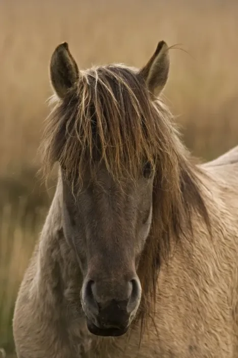 Framed Print : Konik Pony-Norfolk Broads National Park-Norfolk-England- Breed originated in ancient lowland farm areas in Poland- Konik means small horse in Polish-Direct descendant of the wild European forest horse or Tarpan that once roamed across Europe Framed Print : Konik Pony-Norfolk Broads National Park-Norfolk-England- Breed originated in ancient lowland farm areas in Poland- Konik means small horse in Polish-Direct descendant of the wild European forest horse or Tarpan that once roamed across Europe