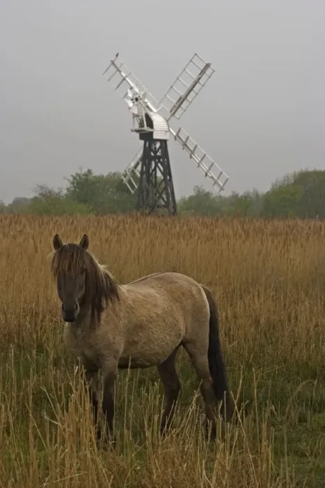 Framed Print : Konik Pony- With windmill in background. Norfolk Broads National Park-Norfolk-England- Breed originated in ancient lowland farm areas in Poland- Konik means small horse in Polish-Direct descendant of the wild European forest horse or Tarpan that Framed Print : Konik Pony- With windmill in background. Norfolk Broads National Park-Norfolk-England- Breed originated in ancient lowland farm areas in Poland- Konik means small horse in Polish-Direct descendant of the wild European forest horse or Tarpan that