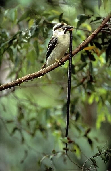 Kookaburra - juvenile eating Yellow-naped Snake - Southern Queensland - Australia