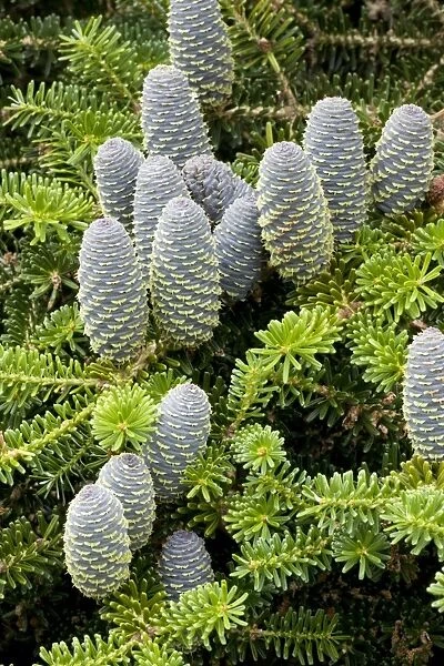 Korean fir (Abies koreana) with cones. Often grown as an ornamental tree. Korea