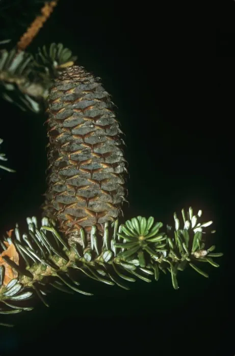 Framed Print : Korean Fir - cone beginning to mature Framed Print : Korean Fir - cone beginning to mature