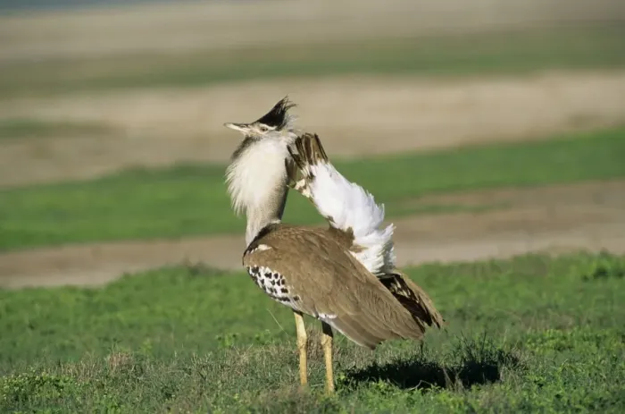 Framed Print : Kori Bustard - displaying - Serengeti - Tanzania Framed Print : Kori Bustard - displaying - Serengeti - Tanzania