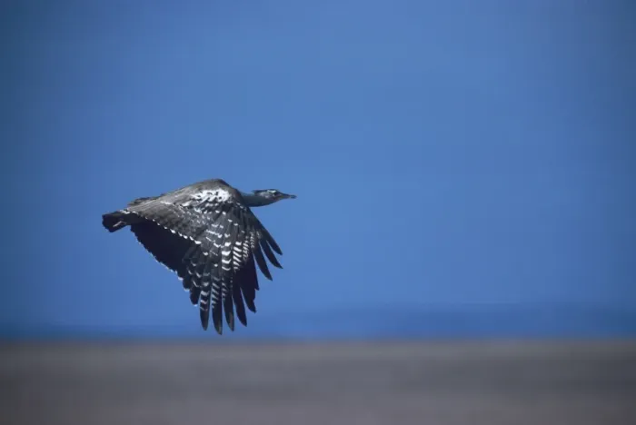 Framed Print : Kori Bustard - in flight enroute Maasai Mara Framed Print : Kori Bustard - in flight enroute Maasai Mara