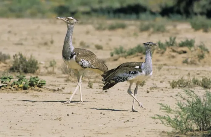 Framed Print : Kori Bustard - Kgalakgadi Trans-frontier Park - South Africa Framed Print : Kori Bustard - Kgalakgadi Trans-frontier Park - South Africa