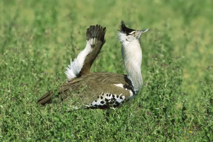 Framed Print : Kori Bustard - male displaying - Kenya JFL11400 Framed Print : Kori Bustard - male displaying - Kenya JFL11400