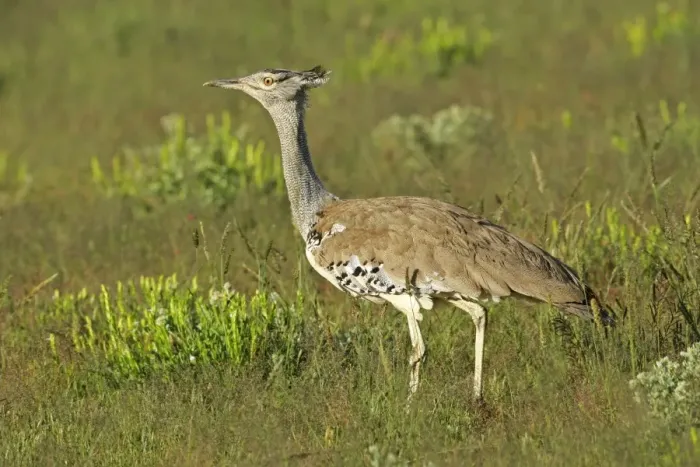 Framed Print : Kori Bustard standing in grass savanna Etosha National Park, Namibia, Africa Framed Print : Kori Bustard standing in grass savanna Etosha National Park, Namibia, Africa