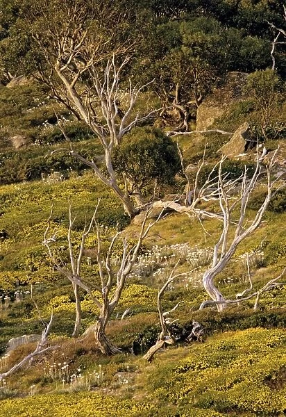 Kosciuszko National Park in summer New South Wales, Australia JPF09554