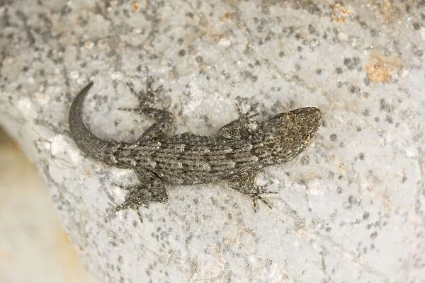 Kotschy's Gecko (Cyrtopodion kotschyi) on stone wall. Small diurnal gecko. Mani, Peloponnese, Greece
