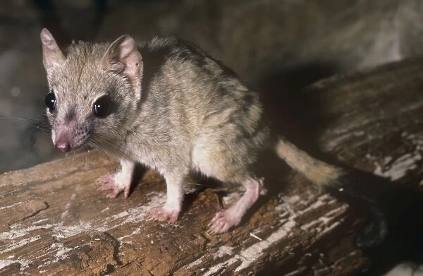 Kowari  /  Byrnes Marsupial Mouse Australia