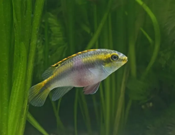 Framed Print : Kribensis / Purple cichlid – side view, tropical freshwater Nigeria 002785 Framed Print : Kribensis / Purple cichlid – side view, tropical freshwater Nigeria 002785