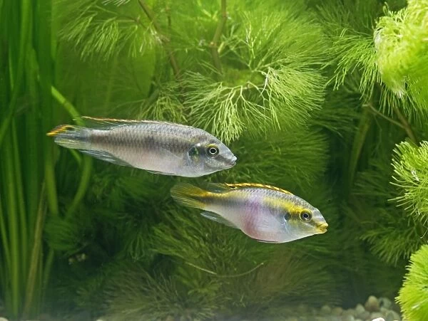 Kribensis  /  Purple cichlid – side view of pair, tropical freshwater Nigeria 002779