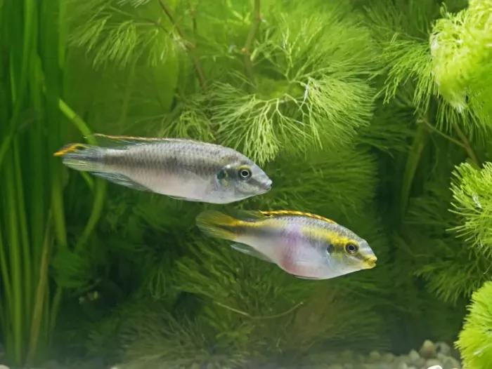 Framed Print : Kribensis / Purple cichlid – side view of pair, tropical freshwater Nigeria 002779 Framed Print : Kribensis / Purple cichlid – side view of pair, tropical freshwater Nigeria 002779