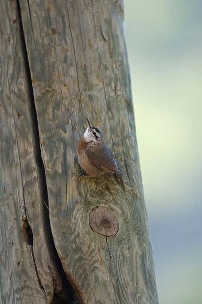 Krupers Nuthatch at nest hole Southern Turkey May