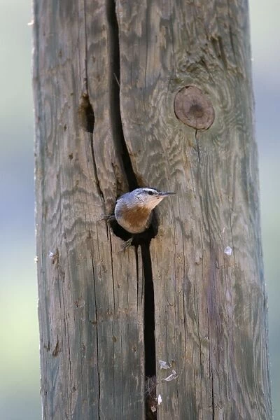 Krupers Nuthatch at nest hole Southern Turkey May