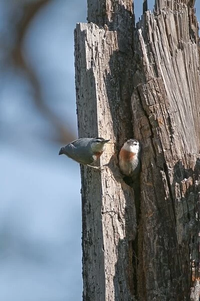 Kruper's Nuthatch - Pair at nest in tree hole - Lesvos