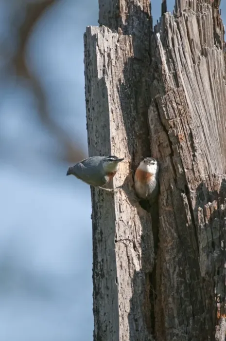 Framed Print : Kruper's Nuthatch - Pair at nest in tree hole - Lesvos Framed Print : Kruper's Nuthatch - Pair at nest in tree hole - Lesvos