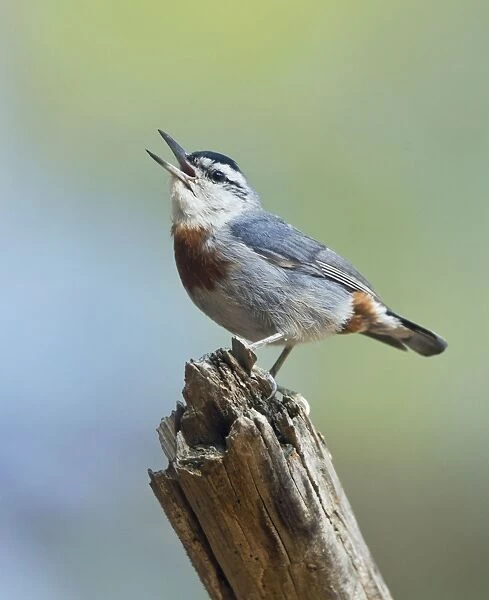 Kruper's Nuthatch - in Pine Tree calling - Southern Turkey - May