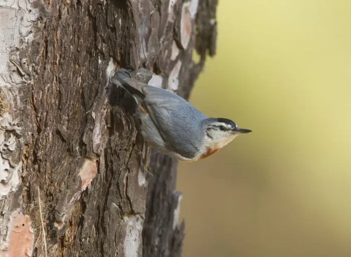 Framed Print : Kruper's Nuthatch - on Pine Tree - Southern Turkey - May Framed Print : Kruper's Nuthatch - on Pine Tree - Southern Turkey - May
