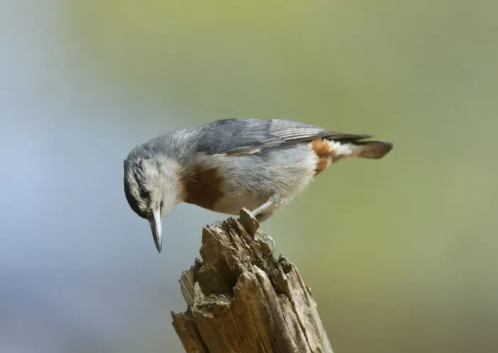 Framed Print : Kruper's Nuthatch - on Pine Tree - Southern Turkey - May Framed Print : Kruper's Nuthatch - on Pine Tree - Southern Turkey - May