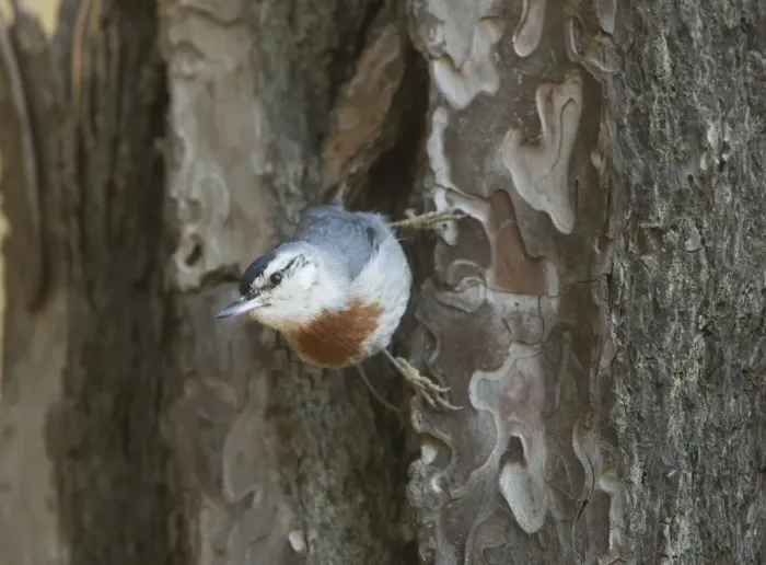 Framed Print : Kruper's Nuthatch - on Pine Tree - Southern Turkey - May Framed Print : Kruper's Nuthatch - on Pine Tree - Southern Turkey - May