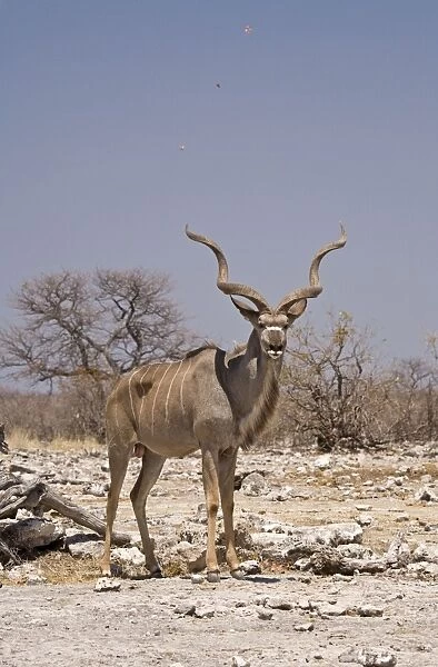 Kudu Bull-Standing in a small dust devil with leaves spiraling into the air Etosha National Park-Northern Namibia-Africa