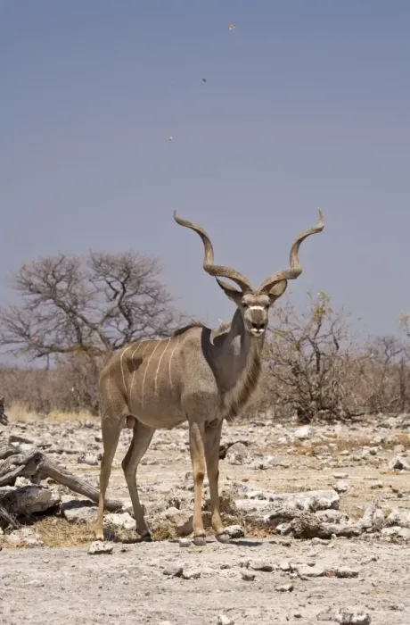 Framed Print : Kudu Bull-Standing in a small dust devil with leaves spiraling into the air Etosha National Park-Northern Namibia-Africa Framed Print : Kudu Bull-Standing in a small dust devil with leaves spiraling into the air Etosha National Park-Northern Namibia-Africa