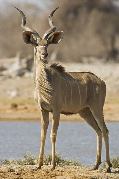 Kudu Bull-Young Male-Full body portrait standing by a water hole Etosha National Park-Northern Namibia-Africa