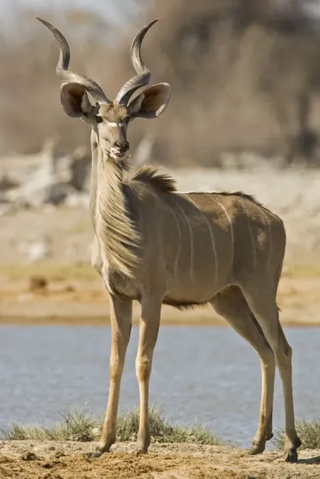 Framed Print : Kudu Bull-Young Male-Full body portrait standing by a water hole Etosha National Park-Northern Namibia-Africa