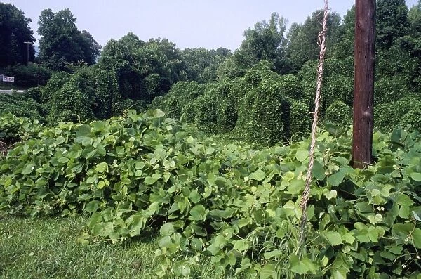 Kudzo Vine - introduced to USA & Europe from Asia - alien species