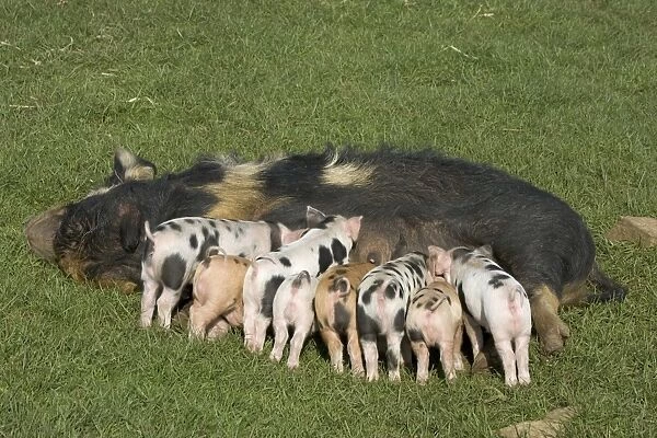 Kune kune sow feeding nine piglets, UK - at the Cotswold Farm Park, Temple Guiting, Gloucestershire, which has a large collection of rare breeds of cattle, sheep, pigs and poultry