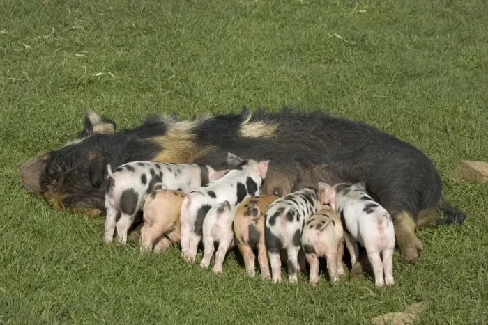 Framed Print : Kune kune sow feeding nine piglets, UK - at the Cotswold Farm Park, Temple Guiting, Gloucestershire, which has a large collection of rare breeds of cattle, sheep, pigs and poultry Framed Print : Kune kune sow feeding nine piglets, UK - at the Cotswold Farm Park, Temple Guiting, Gloucestershire, which has a large collection of rare breeds of cattle, sheep, pigs and poultry