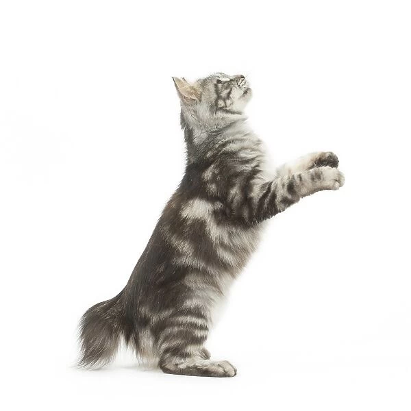 Kurilian Bobtail Cat standing on hind legs