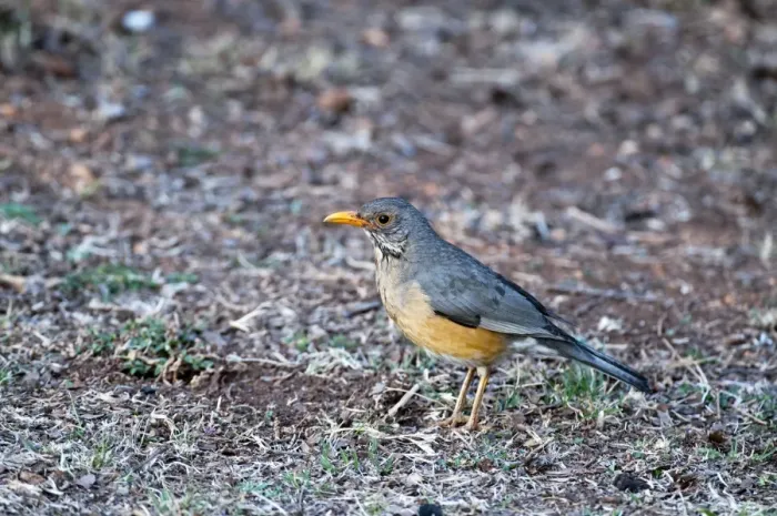 Framed Print : Kurrichane Thrush - standing on ground - Rietvlei Nature Reserve - South Africa Framed Print : Kurrichane Thrush - standing on ground - Rietvlei Nature Reserve - South Africa