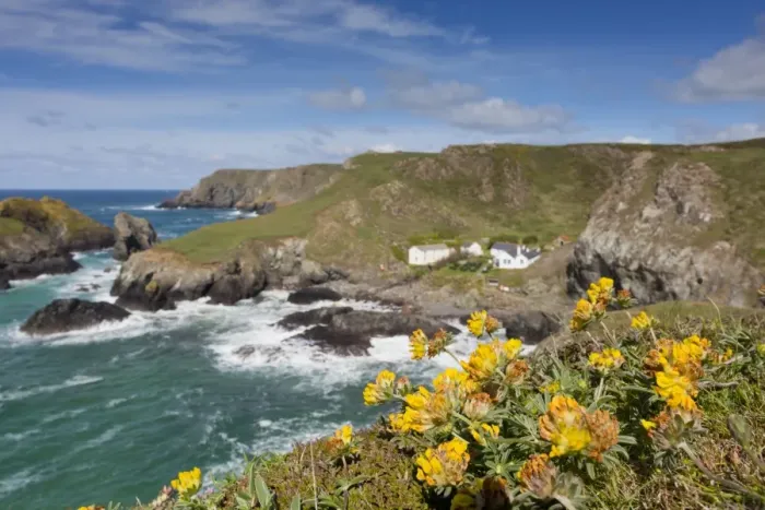 Framed Print : Kynance Cove - Cornwall - UK - Kidney Vetch in Foreground Framed Print : Kynance Cove - Cornwall - UK - Kidney Vetch in Foreground