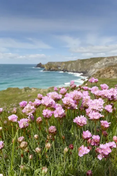 Framed Print : Kynance Cove - Cornwall - UK - Thrift in Foreground Framed Print : Kynance Cove - Cornwall - UK - Thrift in Foreground