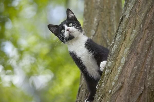LA-1128. Cat. Kitten in tree