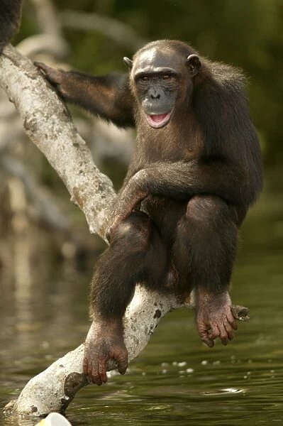 LA-1175. Chimpanzee. Climbing on branches above water. Concuati, Congo, Central Africa