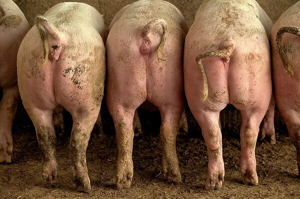 LA-1239. Large White Pigs - Rear view, showing curly tails