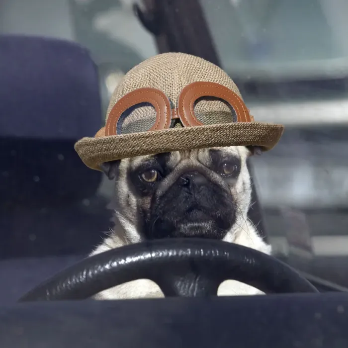 Framed Print : LA-1331. DOG - pug sitting behind wheel of car with hat Date: 07-Oct-04 Framed Print : LA-1331. DOG - pug sitting behind wheel of car with hat Date: 07-Oct-04