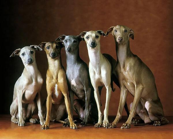 LA-1364. Small Italian Greyhounds - Five sitting down together