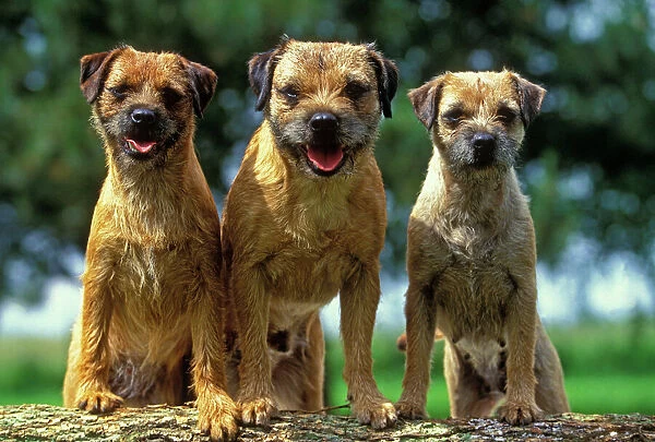 LA-1390. Border Terrier Dogs - Three sitting together