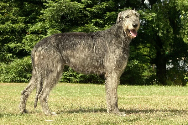 LA-1570. Dog - Irish wolfhound