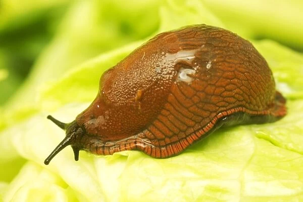 Slug. LA-1603. Slug - on leaf. Jean Michel Labat